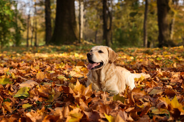 Cute Labrador Retriever dog on fallen leaves in sunny autumn park. Space for text
