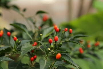 Chili pepper plant growing in garden outdoors, closeup. Space for text