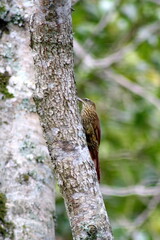 Plain-brown woodcreeper (Dendrocincla fuliginosa) on the trunk of a tree in the Intag Valley, outside of Apuela, Ecuador