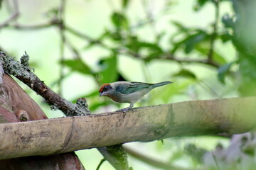 Scrub tanager (Stilpnia vitriolina) perched on a piece of bamboo in the Intag Valley, outside of Apuela, Ecuador