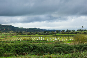 Flooded rice fields in the countryside of Ribatejo - Portugal