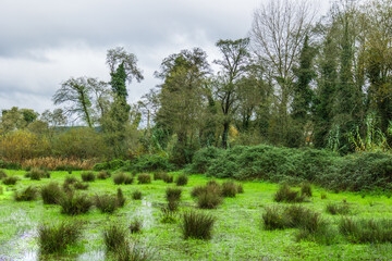 Fototapeta na wymiar Swamp with beautiful vegetation and huge green trees in a winter day