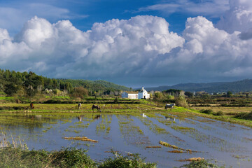 Horses in the flooded rice fields of Ribatejo - Portugal. 