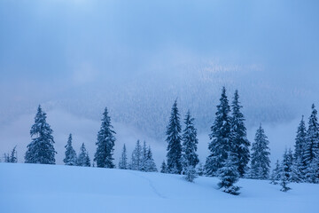 Beautiful winter landscape with snow covered trees.
