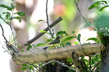 Lemon-rumped tanager (Ramphocelus icteronotus) perched on a piece of bamboo in the Intag Valley, outside of Apuela, Ecuador
