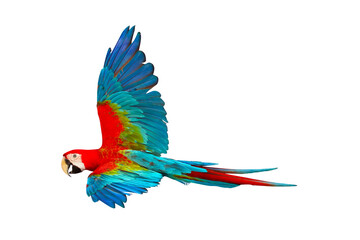 Colorful flying parrot isolated on transparent background.	
