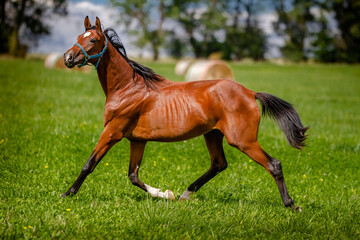 horse running on the meadow