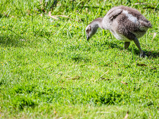 Cape Barren Goose Chick