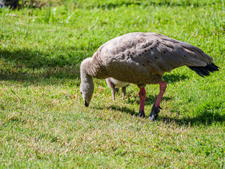 Cape Barren Goose With Chick