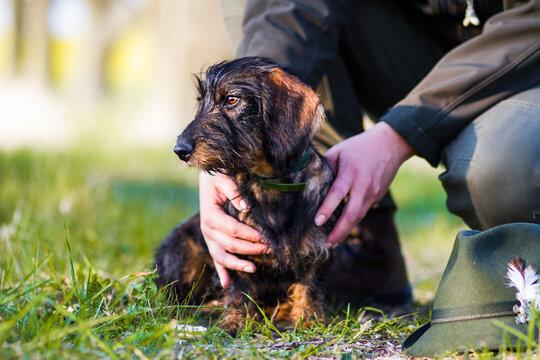 dachshund waiting for a hunting hunt with hunter hands holding him