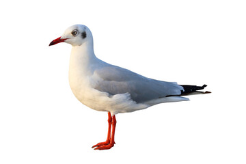 Fototapeta premium Beautiful Seagull standing isolated on transparent background. 