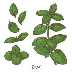 Color Basil Plant and Leaves in Hand Drawn Style