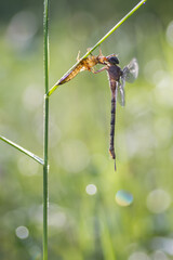 dragonfly on a branch