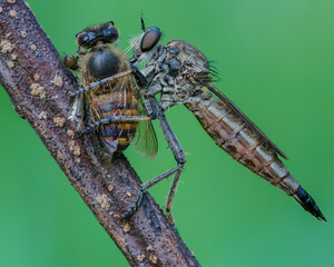 roberfly with its prey
