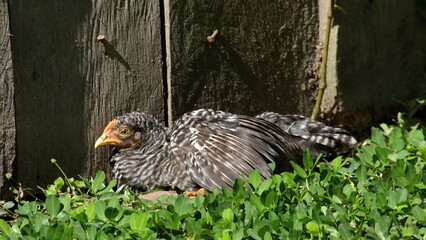 Black and white hen at a farm in the Intag Valley, outside of Apuela, Ecuador