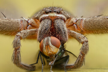 a spider is eating its prey