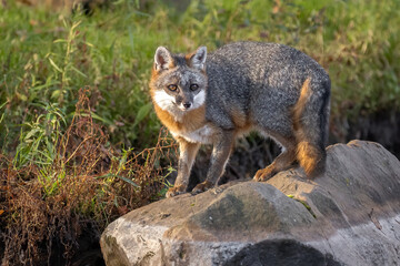 Naklejka na ściany i meble Caught on a RockGray Fox (Urocyon cinereoargenteus) perched on a boulder on the riverside. Pert and alert it awaits to see if danger is near.Taken in controlled conditions
