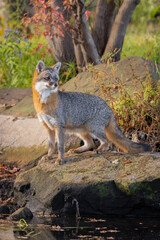 Gray Fox poses on a rock in water.  Green foliage in the background with trees.  Gray, red, and, white fox in morning sunlight. Captured in controlled conditions