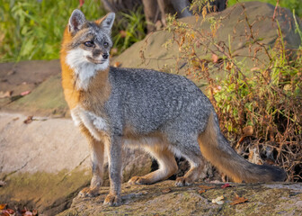 Formal fox in focal feature.

A gray fox stands in glowing morning light on a rock on the edge of a pond

Photo taken in controlled conditions