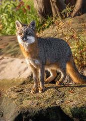 Beautiful morning and the contentment of a fox

Gray fox (Urocyon cinereoargenteus) standing on a rock in a warm forest scene. Sunrise on the riverbank. Capture in controlled conditions