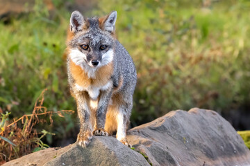 Gray Fox on a rock in a grassy meadow.  Its ears are piqued and listening for prey.  

