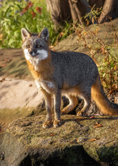 Naklejka na ściany i meble Beautiful morning and the contentment of a foxGray fox (Urocyon cinereoargenteus) standing on a rock in a warm forest scene. Sunrise on the riverbank. Capture in controlled conditions