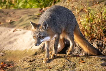 The wary Gray Fox waits for welcome or warning.

An adult gray fox perched on a rock in golden morning sunlight.  It is watching intently.  

Photo taken in controlled conditions