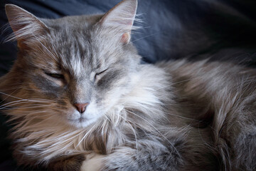 close up of grey and white cat on the couch