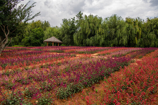 Beautiful tropical garden, flowers and trees in summer, nature and gardening concept, Kunming, China