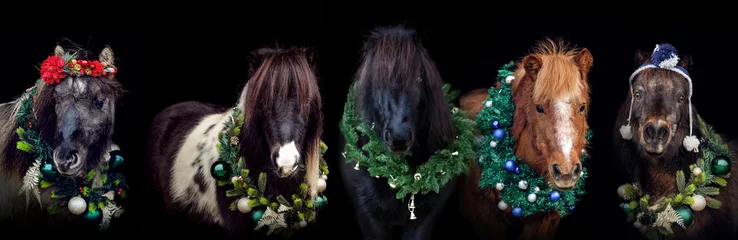 Fotobehang Widescreen portrait of different shetland ponys wearing a festive christmas wreath on black background © Annabell Gsödl