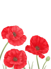 beautiful tender blossoming of fresh poppy flowers on transparent background