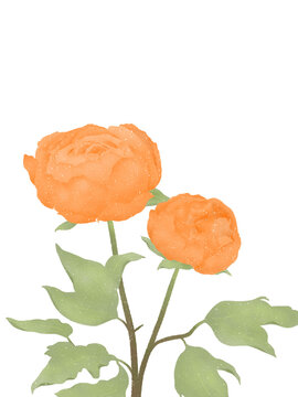 beautiful tender blossoming of fresh orange peony flowers on transparent background