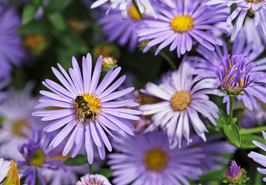 Bee and Aster flower