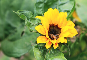 Bee in Sunflower