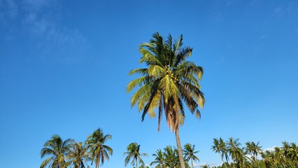 Fototapeta premium coconut trees on blue sky background