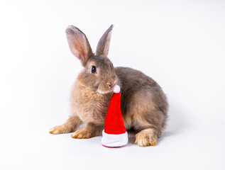 Obraz premium Cute looking brown rabbit isolated white background