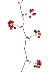 サンキライの赤い実　Smilax china