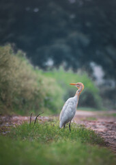 great heron 