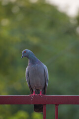 pigeon on the railing