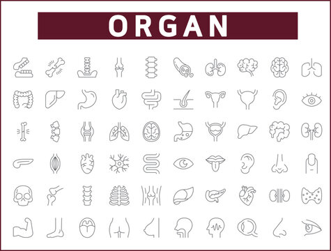 Simple Set of organ and human anatomy Related Vector Line Icons.
Vector collection of medical, heart, liver, brain, bones, lung, kidney, bladder, eye, tooth and design elements symbols or logo element