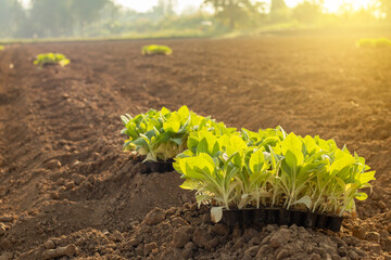 Saplings preparing for planting tobacco seedlings green leave of tobacco, tobacco season agriculture background.