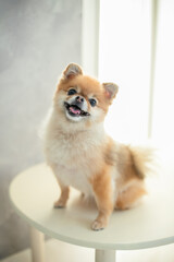 Fototapeta na wymiar 犬　ペット　ポメラニアン　笑顔　かわいい　小型犬