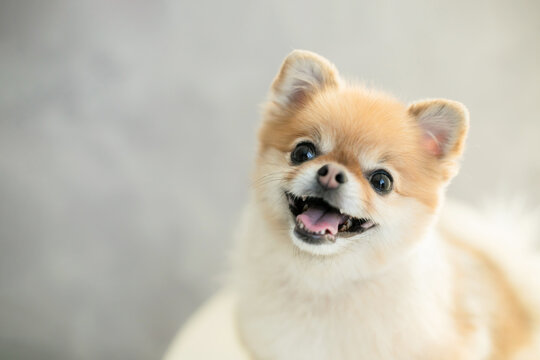 犬　ペット　ポメラニアン　笑顔　かわいい　小型犬