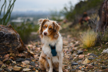 Mini Aussie dog on a hiking trail in Phoenix Mountain Preserve