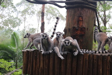 lemur on a tree