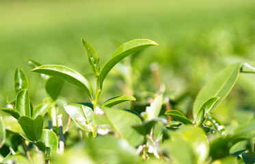 fresh tea leaves