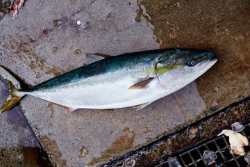 Fresh fish at the seafood market