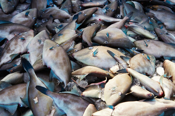 Fresh fish at the market where consignments are sold