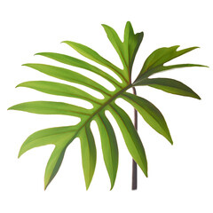 philodendron xanadu or winterbourn foliage, bushy tropical and ornamental houseplant leaf isolated on white background