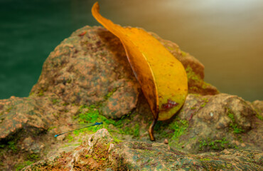 dragonflys at waterfall, Zygoptera